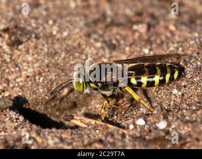 Makrogroße Kreiselwespe Bembix rostrata aus der Sandhausener Binnendüne Pflege SchÃ¶nau Stockfoto