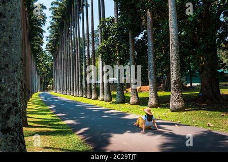 Frau, die Palmallee in den Royal Botanical Gardens in Kandy Sri Lanka erkundet. Asiatische tropische Landschaft Reise Landschaft Stockfoto