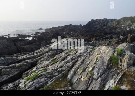 Muschel Bank an der Atlantikküste Stockfoto