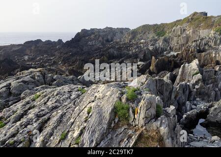 Muschel Bank an der Atlantikküste Stockfoto