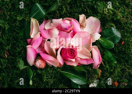 Rosenblüten und Knospe auf nassen grünen Blättern, natürliches Schönheitskonzept Stockfoto
