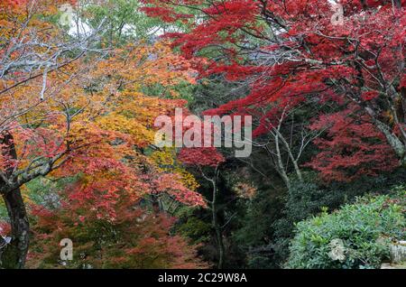 Herbstfärbung Blätter von japanischen Ahornbäumen. Momijidani Park in Miyajima, Japan Stockfoto