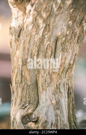 Bonsai Stamm Nahaufnahme, Holzstruktur. Natürliches Konzept, Stockfoto