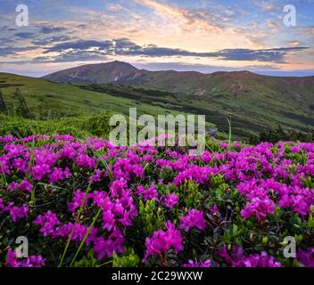 Rosa Rose Rhododendron Blüten am frühen Morgen Sommer Misty Mountain Top. Karpaten, Ukraine. Stockfoto