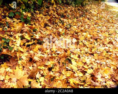 Laubteppich auf einem Gehweg Stockfoto