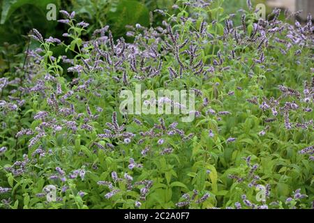 Lila blühende Minze blüht aus der Familie Mentha longifolia in saisonaler Blüte Stockfoto