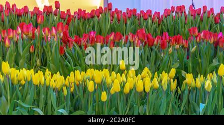 Buntes Feld von Tulpen Hintergrund. Wunderschöne Frühlingslandschaft. Blüte der Blütenblumen Stockfoto