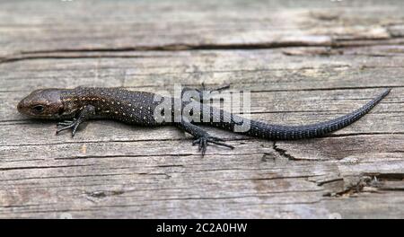 Schwarze Moore-Eidechse oder Bergeidechse Zootoca vivipara aus den Wasenmoos bei Mittersill Stockfoto