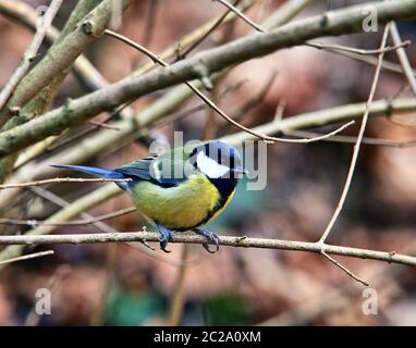 Teleaufnahme Kohlmeise Parus Major in den Filialen Stockfoto