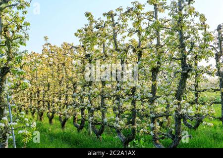 Frankreich, Loiret, Saint Pryve Saint Mesmin, alter Birnengarten im Frühjahr in U gefahren // Frankreich, Loiret (45), Saint-Pryvé-Saint-Mesmin, verger de vieux POI Stockfoto