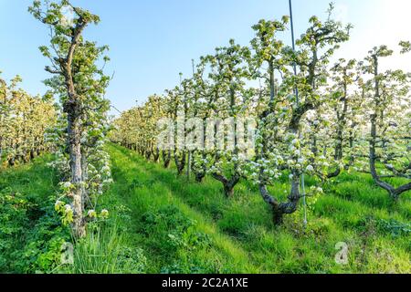 Frankreich, Loiret, Saint Pryve Saint Mesmin, alter Birnengarten im Frühjahr in U gefahren // Frankreich, Loiret (45), Saint-Pryvé-Saint-Mesmin, verger de vieux POI Stockfoto