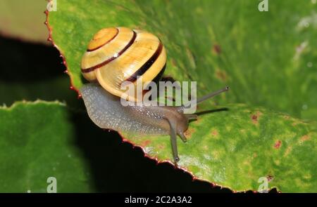 Weißlippschnecke, Cepaea hortensis mit ihrer Schale Stockfoto