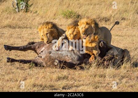 Vier männliche Löwen ernähren sich von Büffelkadaver Stockfoto