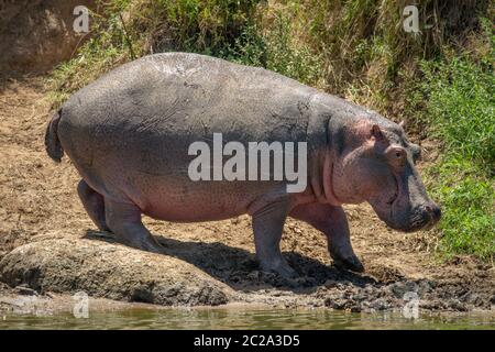 Hippo geht an einem schlammigen Flussufer in der Sonne entlang Stockfoto
