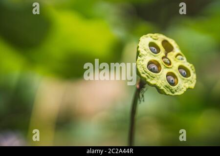 Lotussamen, Lotusblatt und blütengrüner Hintergrund. Natur Hintergrund Stockfoto