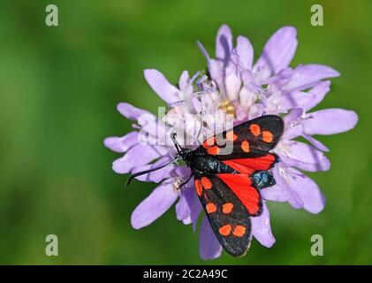 Makrobluttröpfchen oder sechsfleckige rote WidderZygaena filipendulae aus dem Kaiserstuhl Stockfoto