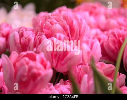 Gruppe von roten Tulpen im Park. Frühlingslandschaft Stockfoto