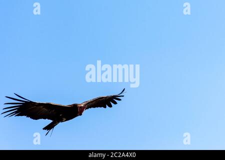 Fliegender Geier (Torgos tracheliotos), auch bekannt als Nubischer Geier Stockfoto