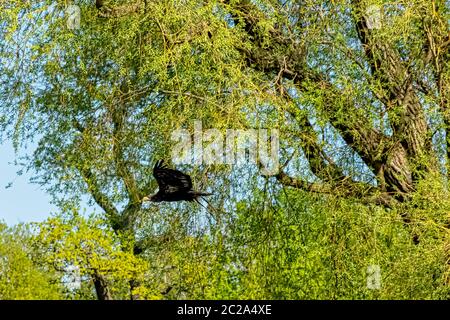 Der junge Weißkopfseeadler (Haliaeetus leucocephalus) ist auch als Weißkopfadler, Seeadler oder amerikanischer Adler bekannt Stockfoto