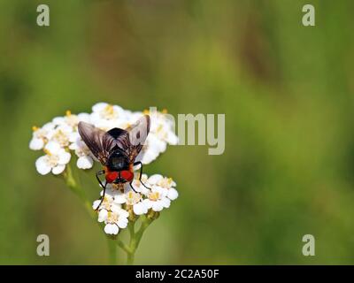 Makro-Raupenfliege Phasia hemiptera Stockfoto