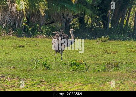 Amerikanische Rhea im Grasland des Pantanal in Brasilien Stockfoto