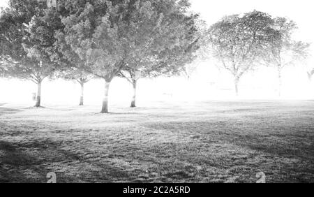 Langzeitbelichtung Bäume bei Sonnenuntergang auf Streatham Common Stockfoto