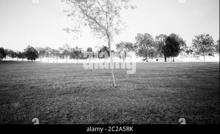 Langzeitbelichtung Bäume bei Sonnenuntergang auf Streatham Common Stockfoto