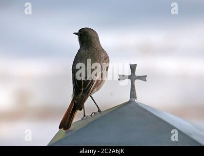 Haus redtail Phoenicurus ochruros weiblich auf dem Friedhof Stockfoto