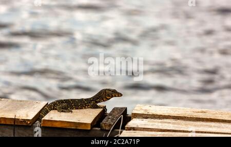 Malaiische Wasser Monitor oder Reis Eidechse, Varanus Salvator, Aalen auf Holz mit Blick auf Wasser in einer Seitenansicht mit Kopie Raum in Bangok, Asien Stockfoto