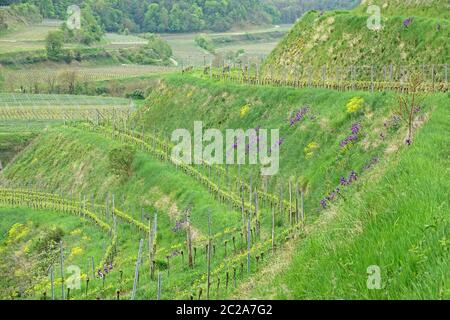 Weinberge am Schneckenberg bei Achkarren in Kaiserstuhl Stockfoto