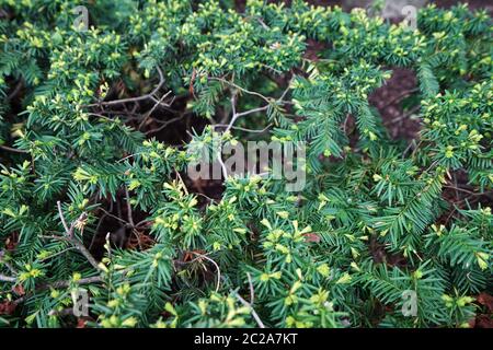 Nahaufnahme der grünen Taxus Baccata Pflanzen Stockfoto