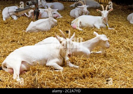 Holländer züchten Ziegen in Stroh in einem Streichelzoo in den Niederlanden Stockfoto