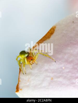 Araniella cucurbitina (eine von zwei Arten, die als "Gurken-grüne Spinne" bezeichnet werden) in den Niederlanden Stockfoto