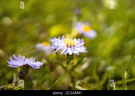 Flower Meadow des Rocky Mountains Banff National Park Kanada Stockfoto