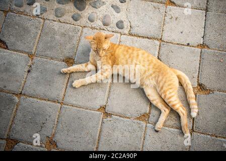 Streunende rote Katze. Katze auf der Straße in Bali, Indonesien Stockfoto