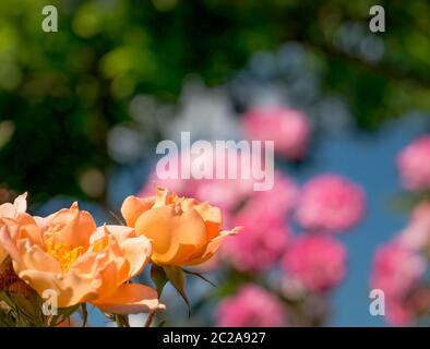 Orangefarbene Rosen mit farbigem Bokeh-Hintergrund Stockfoto