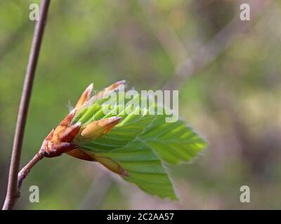 Junges Laub der Rotbuche Fagus sylvatica Stockfoto