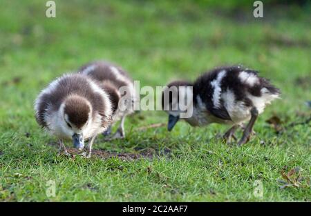 Küken der ägyptischen Gans (Alopochen aegyptiacus) im Vondelpark in den Niederlanden Stockfoto