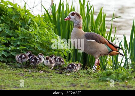 Küken der ägyptischen Gans (Alopochen aegyptiacus) im Vondelpark in den Niederlanden Stockfoto