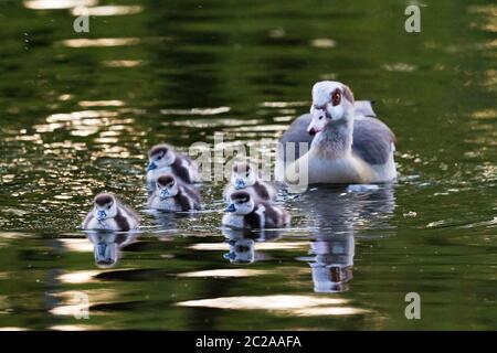 Küken der ägyptischen Gans (Alopochen aegyptiacus) im Vondelpark in den Niederlanden Stockfoto