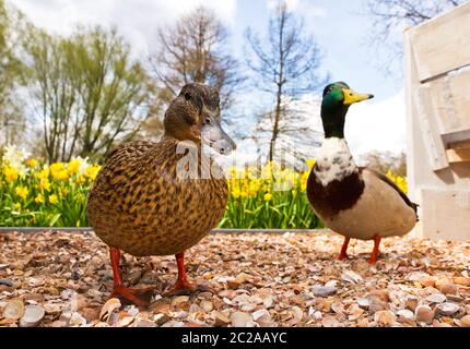 Zwei lustige, neugierige Stockenten (Anas platyrhynchos), eine damblende Ente, im Frühjahr in den Niederlanden Stockfoto