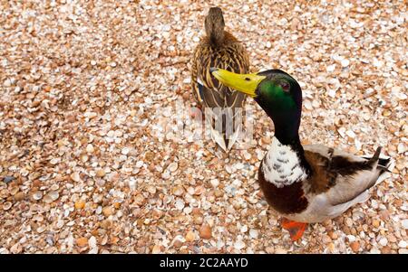 Zwei lustige, neugierige Stockenten (Anas platyrhynchos), eine damblende Ente, im Frühjahr in den Niederlanden Stockfoto