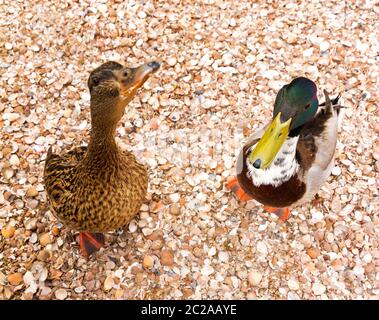 Zwei lustige, neugierige Stockenten (Anas platyrhynchos), eine damblende Ente, im Frühjahr in den Niederlanden Stockfoto