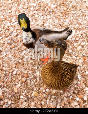 Zwei lustige, neugierige Stockenten (Anas platyrhynchos), eine damblende Ente, im Frühjahr in den Niederlanden Stockfoto