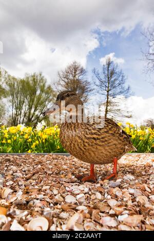 Zwei lustige, neugierige Stockenten (Anas platyrhynchos), eine damblende Ente, im Frühjahr in den Niederlanden Stockfoto