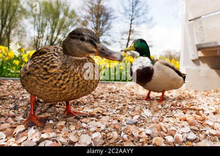 Zwei lustige, neugierige Stockenten (Anas platyrhynchos), eine damblende Ente, im Frühjahr in den Niederlanden Stockfoto