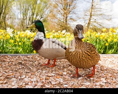 Zwei lustige, neugierige Stockenten (Anas platyrhynchos), eine damblende Ente, im Frühjahr in den Niederlanden Stockfoto