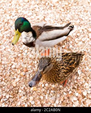 Zwei lustige, neugierige Stockenten (Anas platyrhynchos), eine damblende Ente, im Frühjahr in den Niederlanden Stockfoto