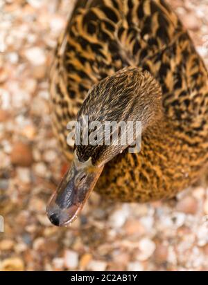 Zwei lustige, neugierige Stockenten (Anas platyrhynchos), eine damblende Ente, im Frühjahr in den Niederlanden Stockfoto