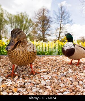 Zwei lustige, neugierige Stockenten (Anas platyrhynchos), eine damblende Ente, im Frühjahr in den Niederlanden Stockfoto